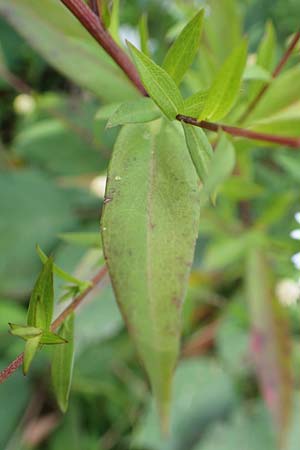 Symphyotrichum x salignum \ Weidenbl&auml;ttrige Herbst-Aster / Glaucous Michaelmas Daisy, Smooth Blue Aster, D Mannheim,  Friesenheimer Insel 3.10.2017