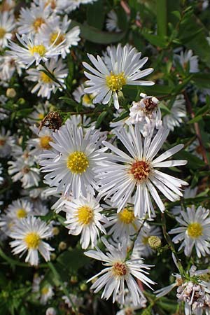 Symphyotrichum x salignum \ Weidenbl&auml;ttrige Herbst-Aster / Glaucous Michaelmas Daisy, Smooth Blue Aster, D Mannheim,  Friesenheimer Insel 3.10.2017