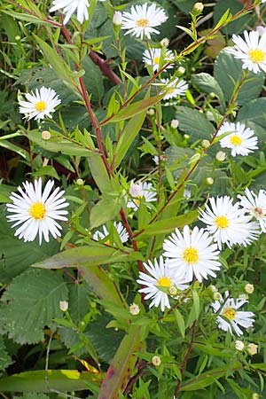 Symphyotrichum x salignum \ Weidenbl&auml;ttrige Herbst-Aster / Glaucous Michaelmas Daisy, Smooth Blue Aster, D Mannheim,  Friesenheimer Insel 3.10.2017