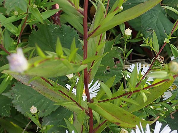 Symphyotrichum x salignum \ Weidenbl&auml;ttrige Herbst-Aster / Glaucous Michaelmas Daisy, Smooth Blue Aster, D Mannheim,  Friesenheimer Insel 3.10.2017
