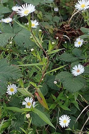 Symphyotrichum x salignum \ Weidenbl&auml;ttrige Herbst-Aster / Glaucous Michaelmas Daisy, Smooth Blue Aster, D Mannheim,  Friesenheimer Insel 3.10.2017