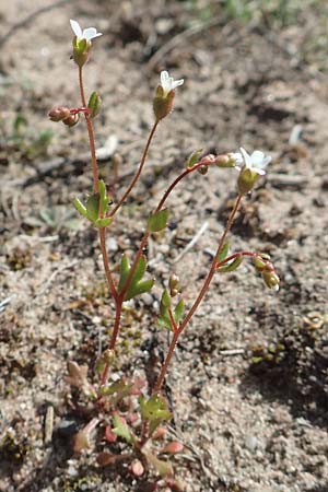 Saxifraga tridactylites, Dreifinger-Steinbrech
