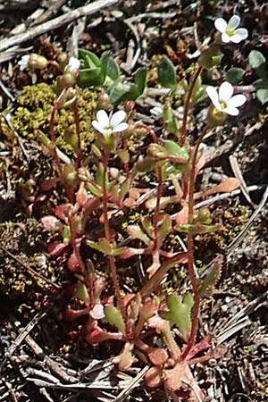 Saxifraga tridactylites \ Dreifinger-Steinbrech / Rue-Leaved Saxifrage, D Viernheim 11.4.2018