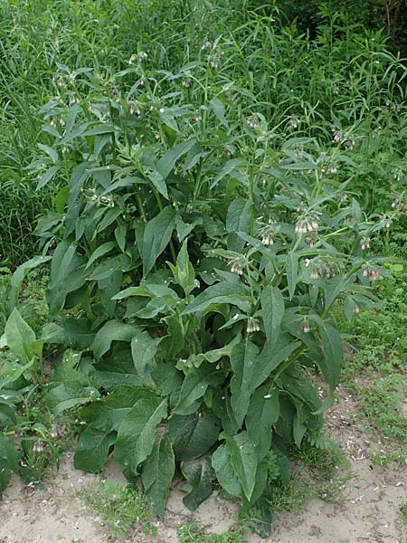 Symphytum x rakosiense \ Beinwell-Hybride / Hybrid Comfrey, D K&ouml;ln-Z&uuml;ndorf 23.5.2018