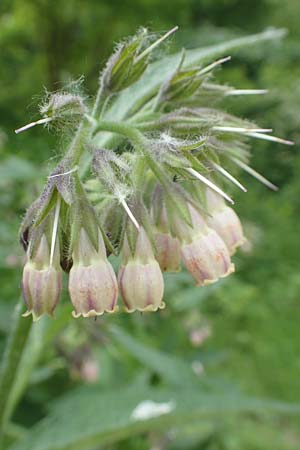 Symphytum x rakosiense \ Beinwell-Hybride / Hybrid Comfrey, D K&ouml;ln-Z&uuml;ndorf 23.5.2018
