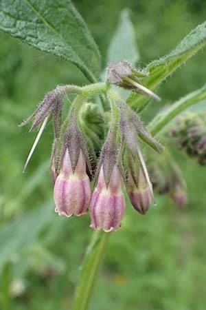 Symphytum x rakosiense \ Beinwell-Hybride / Hybrid Comfrey, D K&ouml;ln-Z&uuml;ndorf 23.5.2018