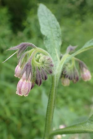 Symphytum x rakosiense \ Beinwell-Hybride / Hybrid Comfrey, D K&ouml;ln-Z&uuml;ndorf 23.5.2018