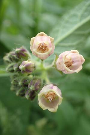 Symphytum x rakosiense \ Beinwell-Hybride / Hybrid Comfrey, D K&ouml;ln-Z&uuml;ndorf 23.5.2018