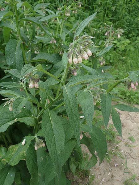 Symphytum x rakosiense \ Beinwell-Hybride / Hybrid Comfrey, D K&ouml;ln-Z&uuml;ndorf 23.5.2018