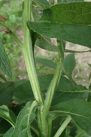 Symphytum x rakosiense \ Beinwell-Hybride / Hybrid Comfrey, D K&ouml;ln-Z&uuml;ndorf 23.5.2018