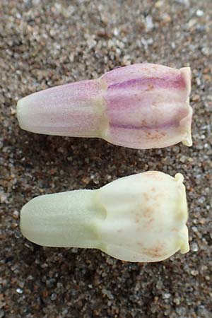 Symphytum x rakosiense \ Beinwell-Hybride / Hybrid Comfrey, D K&ouml;ln-Z&uuml;ndorf 23.5.2018