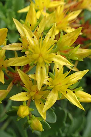 Sedum middendorffianum var. diffusum \ Ausgebreitete Asienfetthenne / Extended Stonecrop, D Aachen-Haaren 13.6.2018