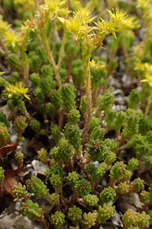 Sedum sexangulare \ Milder Mauerpfeffer / Tasteless Stonecrop, D Eifel, Dreiborn 9.7.2018