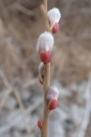 Salix caprea \ Sal-Weide / Goat Willow, D Pfalz, Speyer 6.3.2019