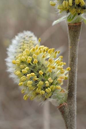 Salix caprea \ Sal-Weide / Goat Willow, D R&ouml;merberg 13.3.2019