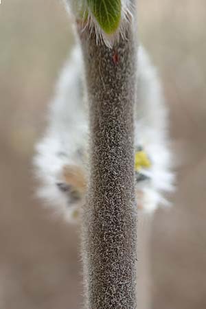 Salix caprea \ Sal-Weide / Goat Willow, D R&ouml;merberg 13.3.2019