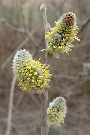 Salix caprea \ Sal-Weide / Goat Willow, D R&ouml;merberg 13.3.2019
