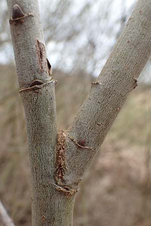 Salix caprea \ Sal-Weide / Goat Willow, D R&ouml;merberg 13.3.2019
