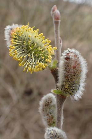 Salix caprea \ Sal-Weide / Goat Willow, D R&ouml;merberg 13.3.2019