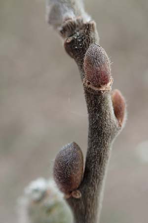 Salix caprea \ Sal-Weide / Goat Willow, D R&ouml;merberg 13.3.2019