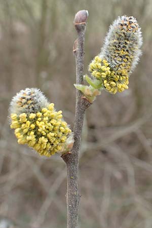 Salix caprea \ Sal-Weide / Goat Willow, D R&ouml;merberg 13.3.2019