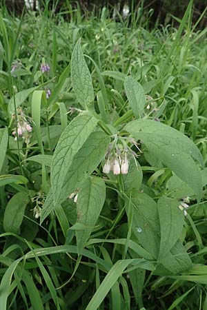 Symphytum x rakosiense \ Beinwell-Hybride / Hybrid Comfrey, D Xanten 22.5.2019