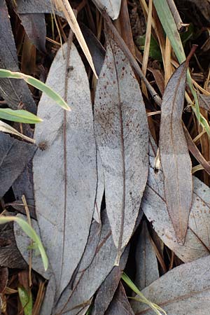 Salix alba \ Silber-Weide / White Willow, D Mannheim 30.1.2020