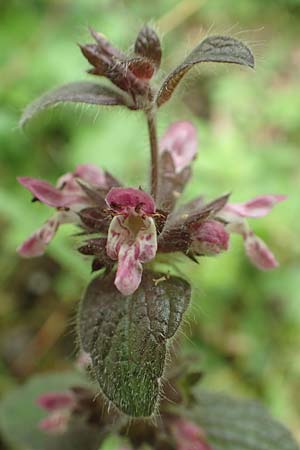 Stachys x ambigua \ Zweifelhafter Ziest / Hybrid Woundwort, D Siegbach-&Uuml;bernthal 22.6.2020
