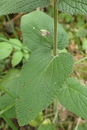 Stachys x ambigua \ Zweifelhafter Ziest / Hybrid Woundwort, D Siegbach-&Uuml;bernthal 22.6.2020