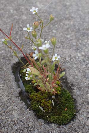 Saxifraga tridactylites, Dreifinger-Steinbrech Saxifraga tridactylites, Dreifinger-Steinbrech