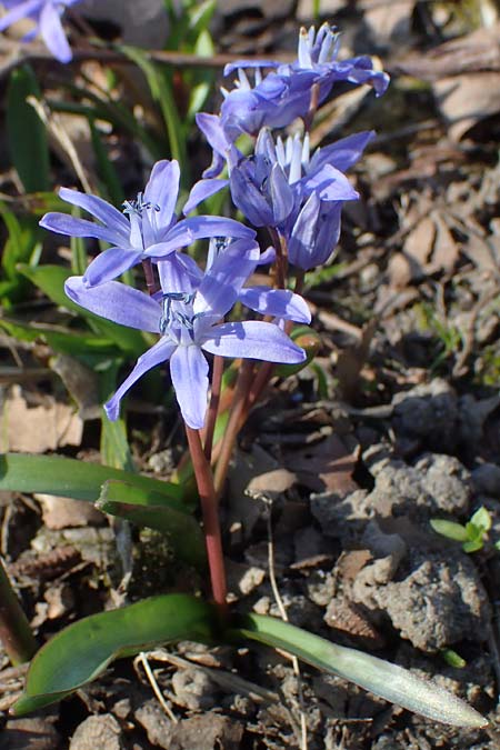 Scilla bifolia x luciliae x siehei, Hybrid-Scilla