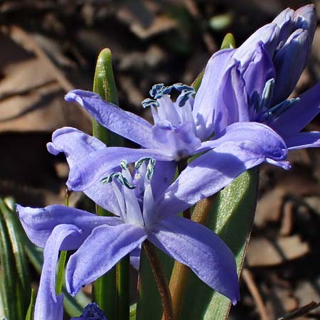 Scilla bifolia x luciliae x siehei \ Hybrid-Scilla / Hybrid Scilla, D Ludwigshafen 9.3.2022