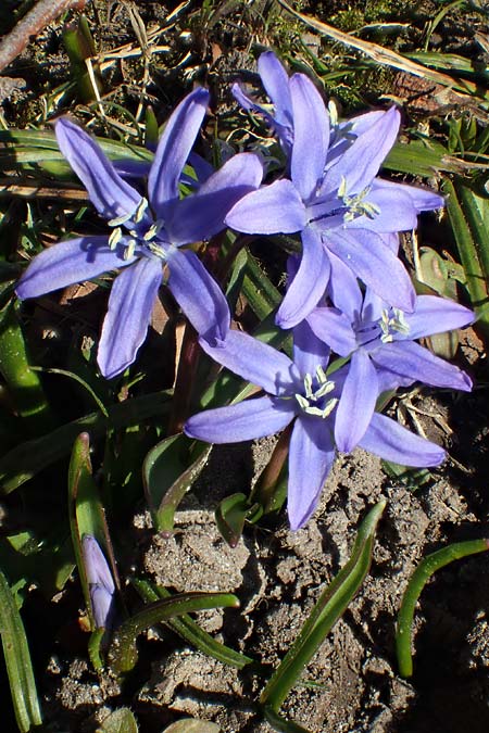 Scilla bifolia x luciliae x siehei, Hybrid-Scilla