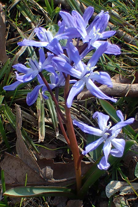 Scilla bifolia x luciliae x siehei \ Hybrid-Scilla / Hybrid Scilla, D Ludwigshafen 9.3.2022