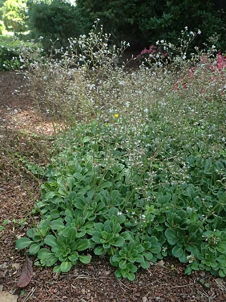 Saxifraga x geum \ Porzellanbl&uuml;mchen, Nelkenwurz-Steinbrech / Robertsoniana Saxifrage, Scarce Londonpride, D Essen 21.6.2025