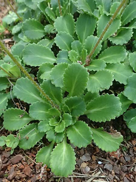 Saxifraga x geum \ Porzellanbl&uuml;mchen, Nelkenwurz-Steinbrech / Robertsoniana Saxifrage, Scarce Londonpride, D Essen 21.6.2025
