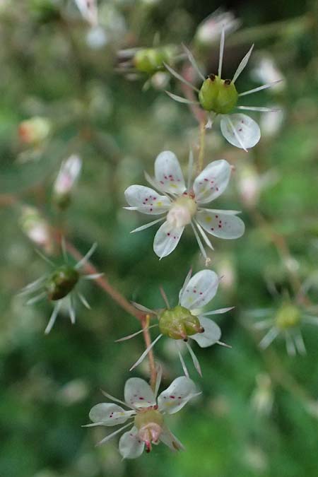 Saxifraga x geum \ Porzellanbl&uuml;mchen, Nelkenwurz-Steinbrech / Robertsoniana Saxifrage, Scarce Londonpride, D Essen 21.6.2025