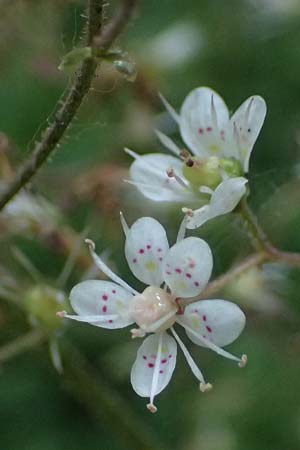 Saxifraga x geum \ Porzellanbl&uuml;mchen, Nelkenwurz-Steinbrech / Robertsoniana Saxifrage, Scarce Londonpride, D Essen 21.6.2025