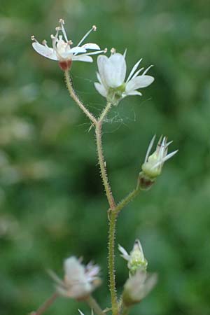 Saxifraga x geum \ Porzellanbl&uuml;mchen, Nelkenwurz-Steinbrech / Robertsoniana Saxifrage, Scarce Londonpride, D Essen 21.6.2025