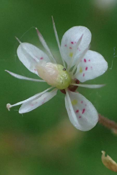 Saxifraga x geum \ Porzellanbl&uuml;mchen, Nelkenwurz-Steinbrech / Robertsoniana Saxifrage, Scarce Londonpride, D Essen 21.6.2025