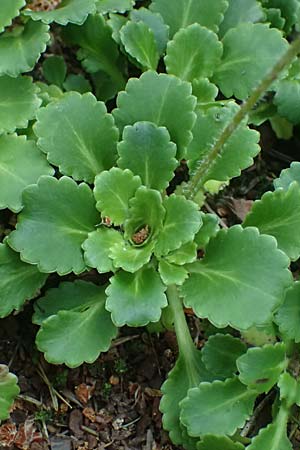 Saxifraga x geum \ Porzellanbl&uuml;mchen, Nelkenwurz-Steinbrech / Robertsoniana Saxifrage, Scarce Londonpride, D Essen 21.6.2025