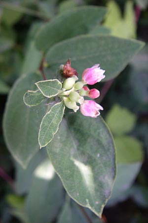 Symphoricarpos x chenaultii \ Bastard-Korallenbeere / Hybrid Coralberry, D Bruchsal 26.7.2008