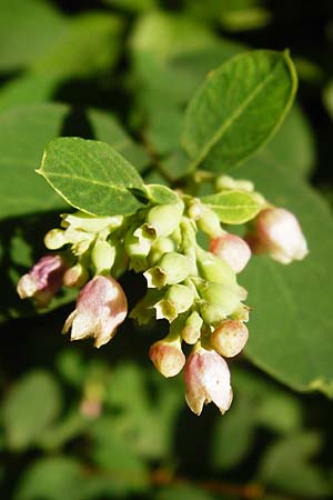 Symphoricarpos x chenaultii \ Bastard-Korallenbeere / Hybrid Coralberry, D Mannheim 1.7.2015