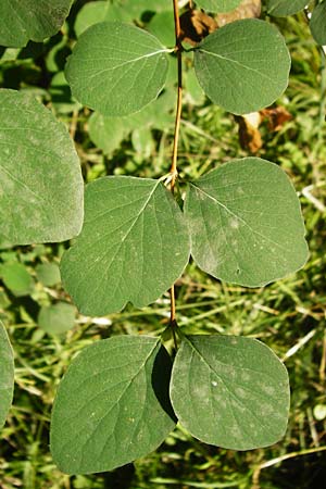 Symphoricarpos x chenaultii \ Bastard-Korallenbeere / Hybrid Coralberry, D Mannheim 1.7.2015