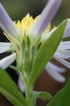 Symphyotrichum lanceolatum \ Lanzett-Herbst-Aster / Narrow-Leaved Michaelmas Daisy, White Panicle Aster, D Mannheim Rei&szlig;-Insel 23.10.2016