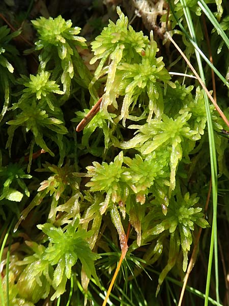 Sphagnum flexuosum \ Gekr&uuml;mmtes Torfmoos / Flexuous Peat Moss, D Schwarzwald/Black-Forest, Allerheiligen 1.8.2017
