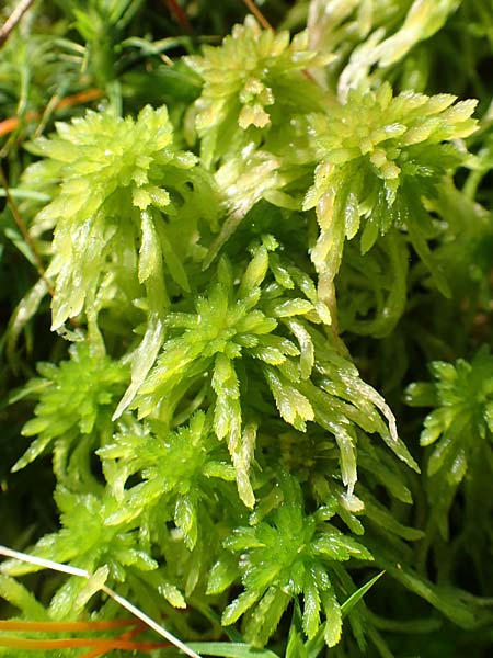 Sphagnum flexuosum \ Gekr&uuml;mmtes Torfmoos / Flexuous Peat Moss, D Schwarzwald/Black-Forest, Allerheiligen 1.8.2017