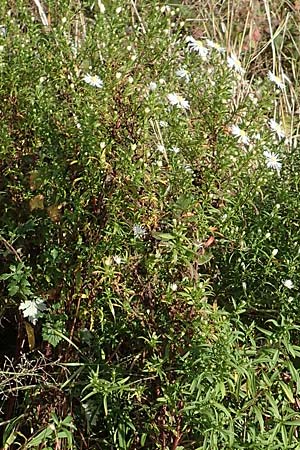 Symphyotrichum x salignum \ Weidenbl&auml;ttrige Herbst-Aster / Glaucous Michaelmas Daisy, Smooth Blue Aster, D Mannheim,  Friesenheimer Insel 3.10.2017