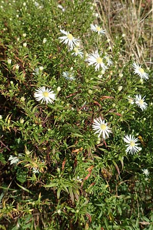 Symphyotrichum x salignum \ Weidenbl&auml;ttrige Herbst-Aster / Glaucous Michaelmas Daisy, Smooth Blue Aster, D Mannheim,  Friesenheimer Insel 3.10.2017