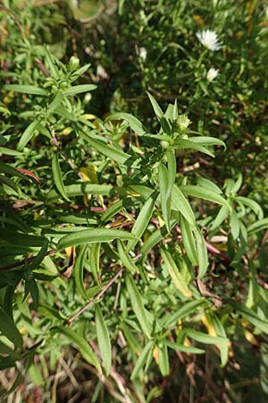 Symphyotrichum x salignum \ Weidenbl&auml;ttrige Herbst-Aster / Glaucous Michaelmas Daisy, Smooth Blue Aster, D Mannheim,  Friesenheimer Insel 3.10.2017